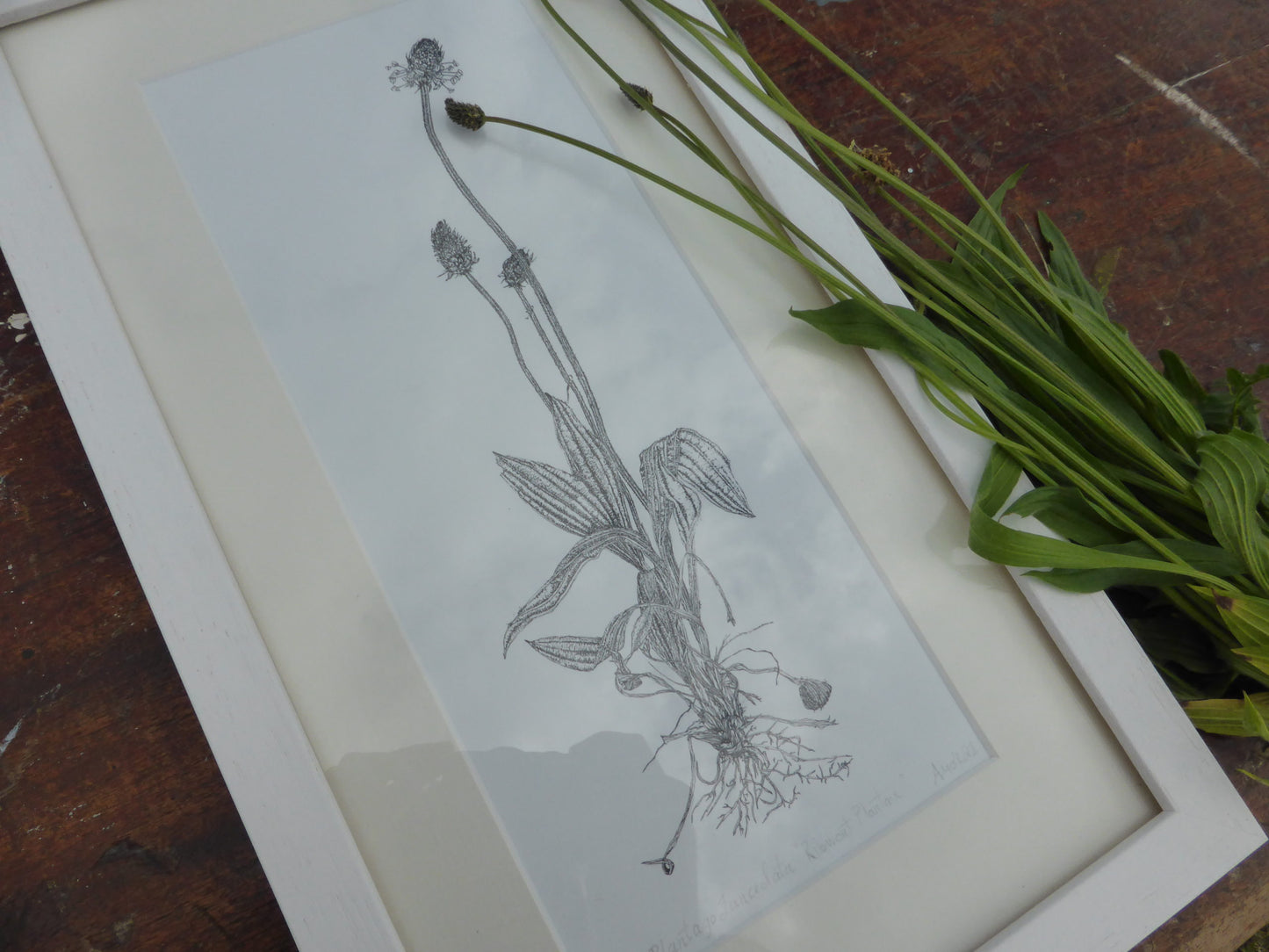 ‘Ribwort Plantain’ Limited Edition Fine Art Print
