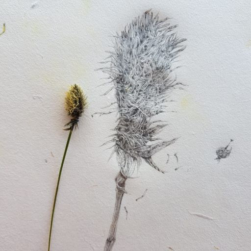 Leitrim's Hare’s Tail Cottongrass and the Wild Postcard Competition