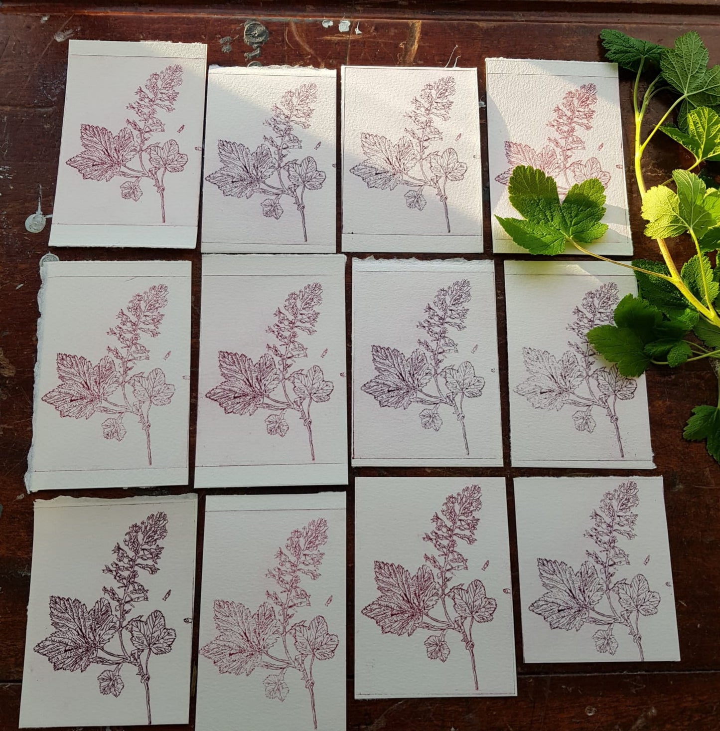 ‘Cuirín’ 'Flowering Redcurrant' Original Drypoint Print