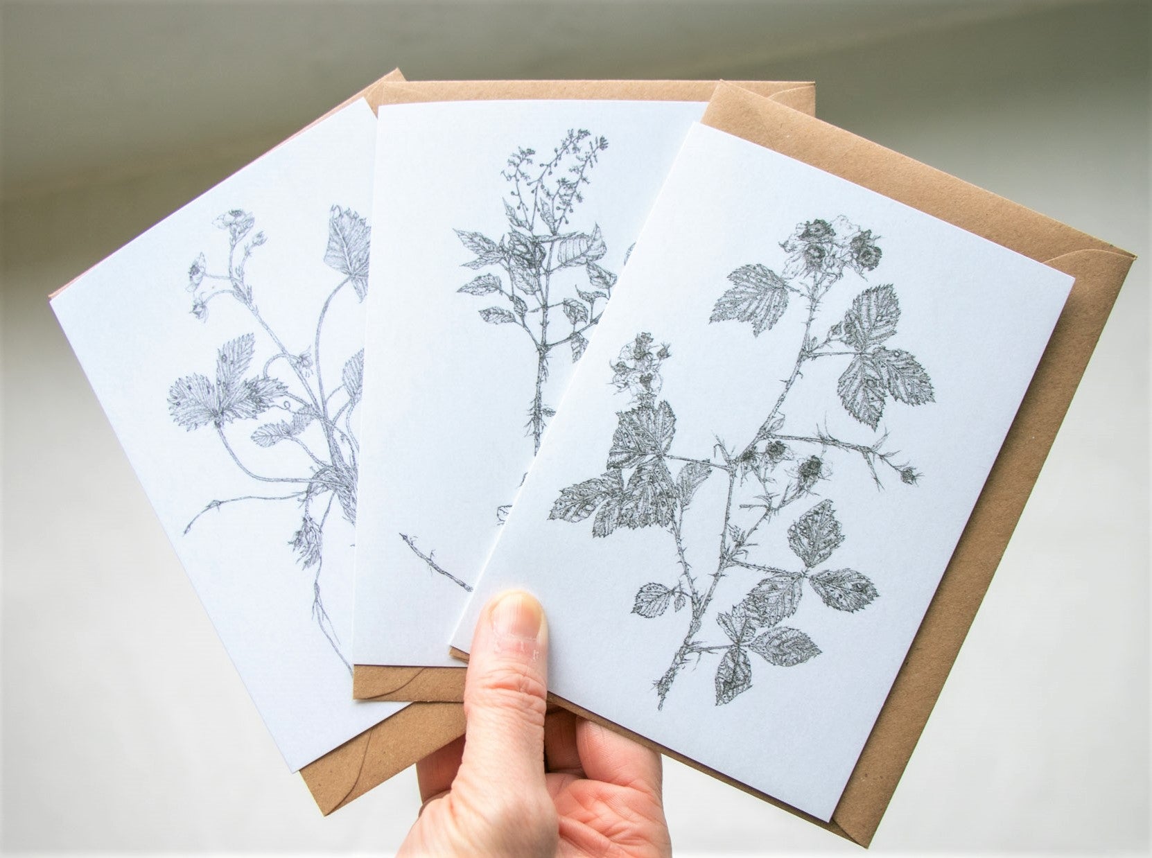 'Field Studies’ Botanical Greeting Cards Gift Box from AMOR Botanical Art, Leitrim