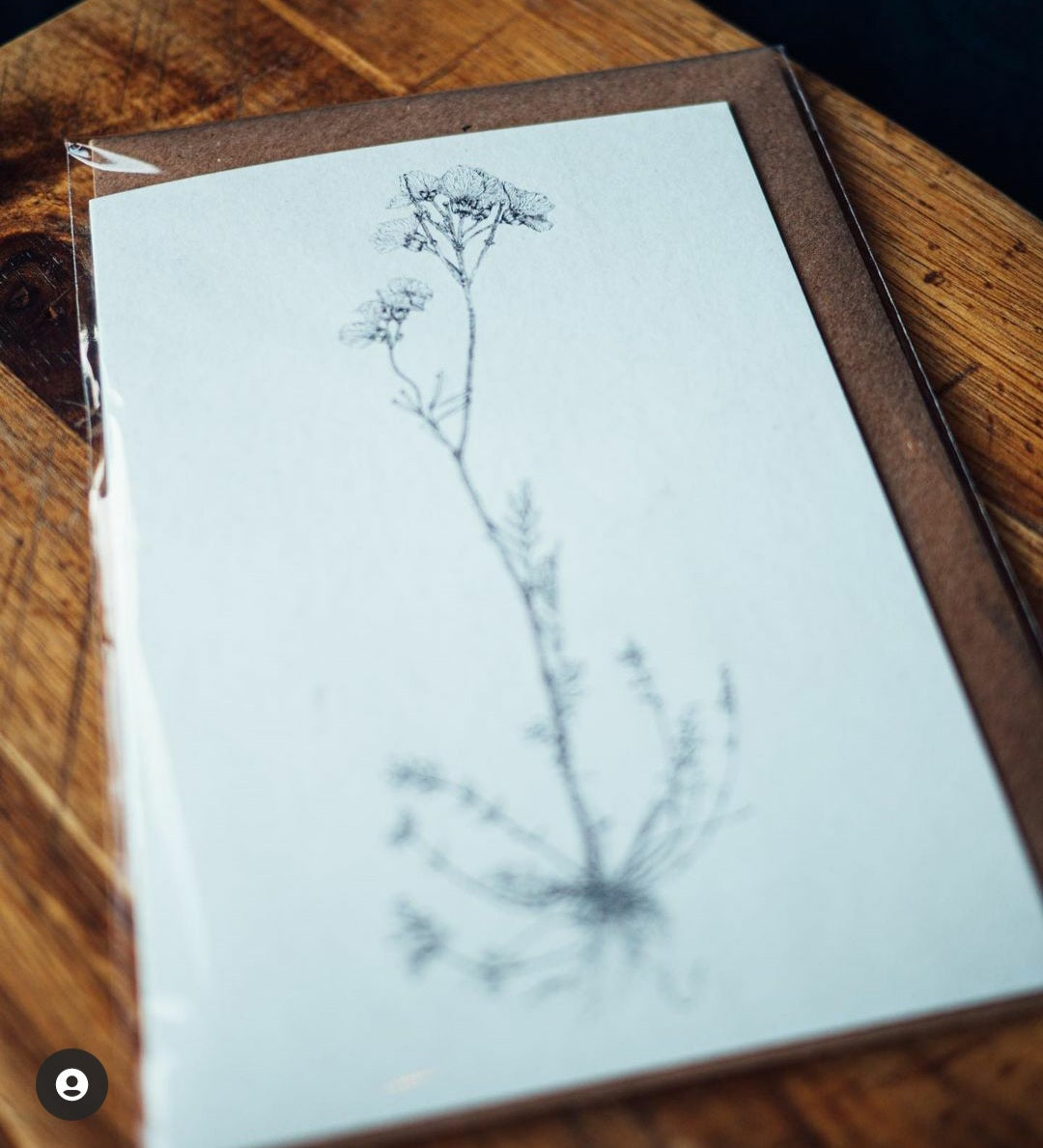 'Field Studies’ Botanical Greeting Cards Gift Box from AMOR Botanical Art, Leitrim