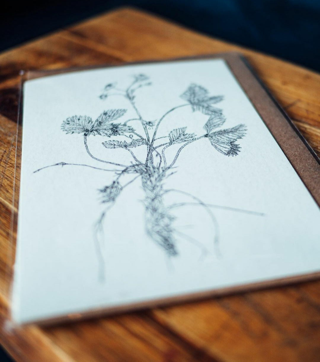 'Field Studies’ Botanical Greeting Cards Gift Box