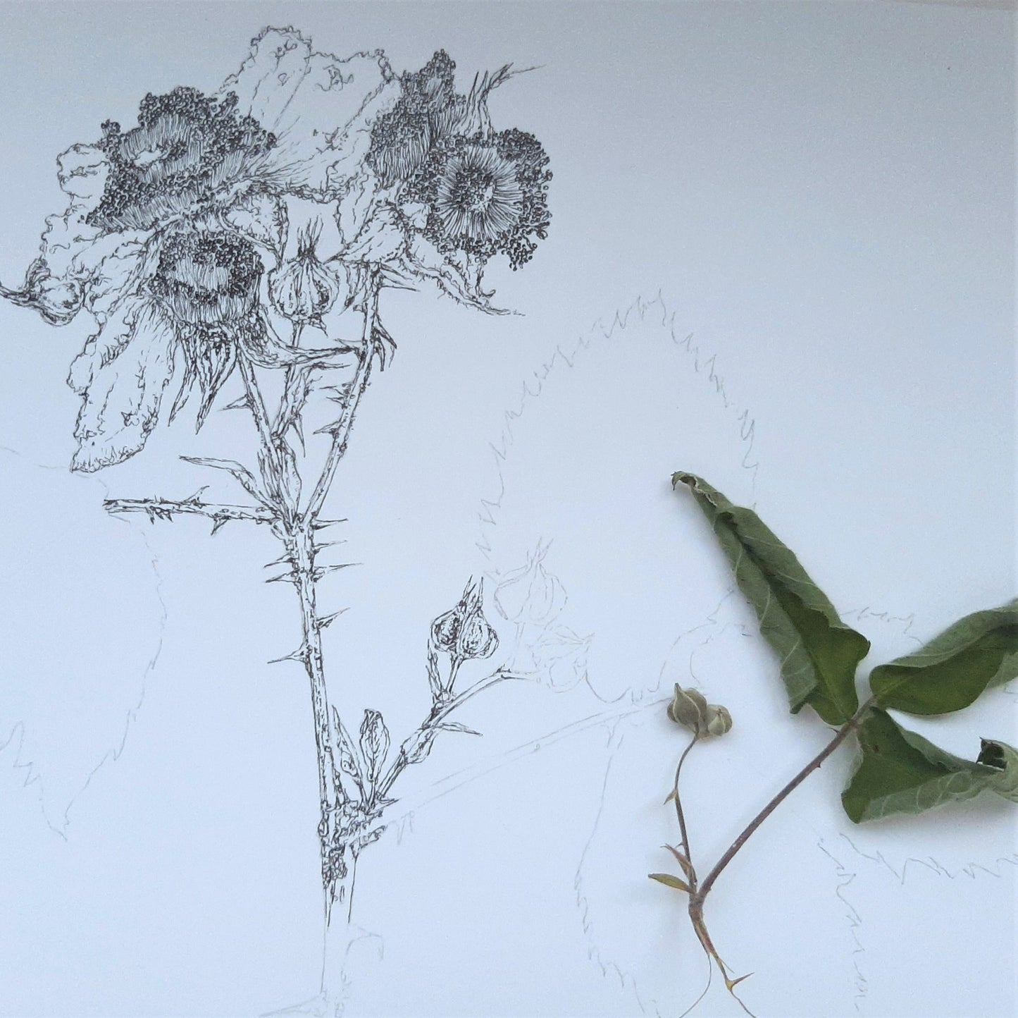 ‘Flowering Bramble’ Limited Edition Fine Art Giclée Print