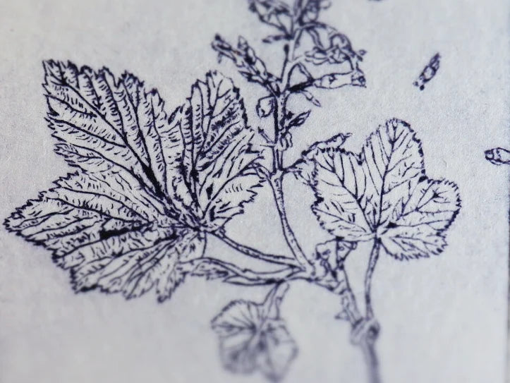 ‘Cuirín’ 'Flowering Redcurrant' Original Drypoint Print