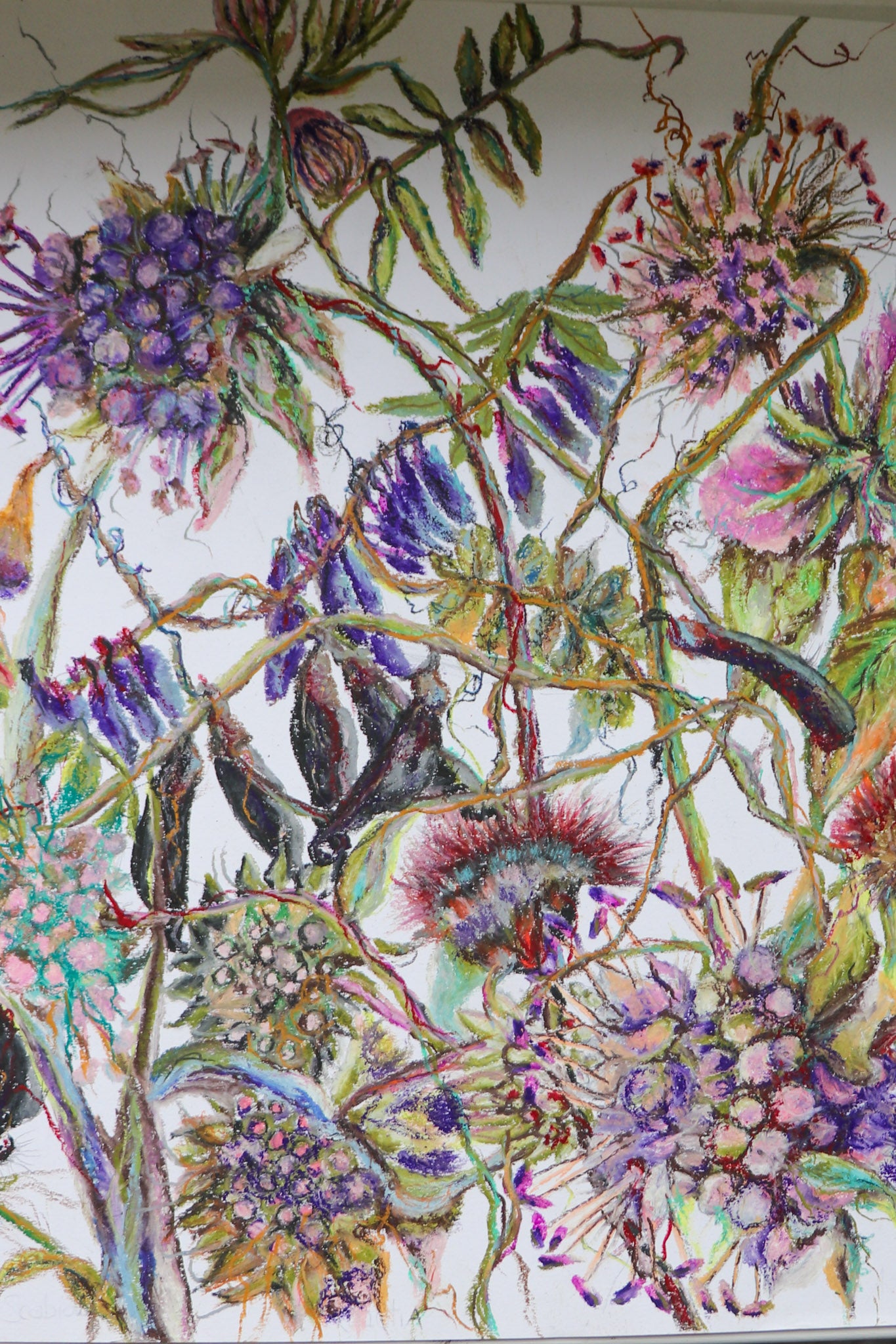 “Wildflower Meadow ‘Odhrach bhallach & Peasair Chapaill’ oil pastel Botanical Art study from AMOR Botanical Art, Leitrim 