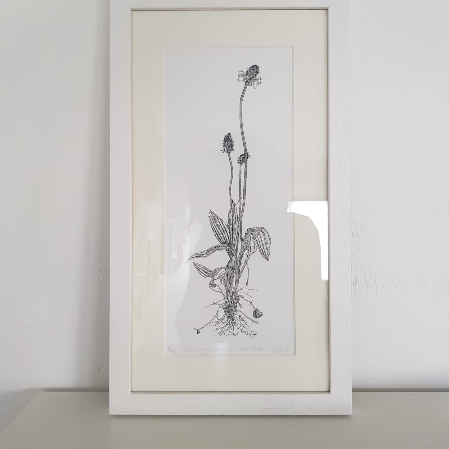 ‘Ribwort Plantain’ Limited Edition Fine Art Print
